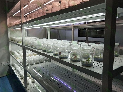 惠东植物组织培养实验室设计建设方案